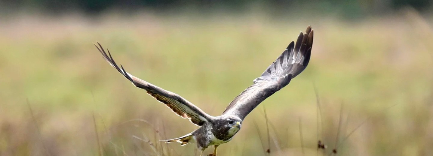 Grassland life and death